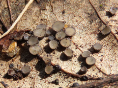 Coccomyces tumidus