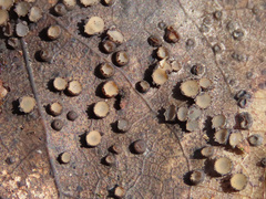 Coccomyces tumidus