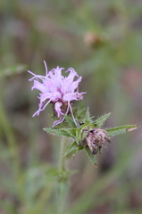 Liatris squarrosa