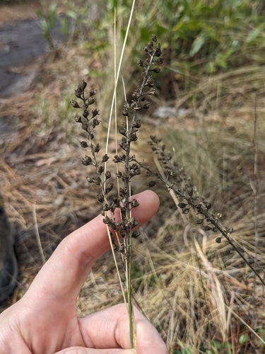 Image of Seymeria cassioides by (c) Alaina Krakowiak, some rights reserved (CC BY)