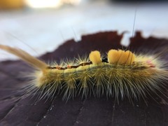 Orgyia leucostigma