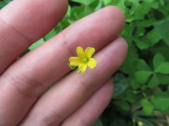 Oxalis