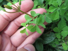 Oxalis
