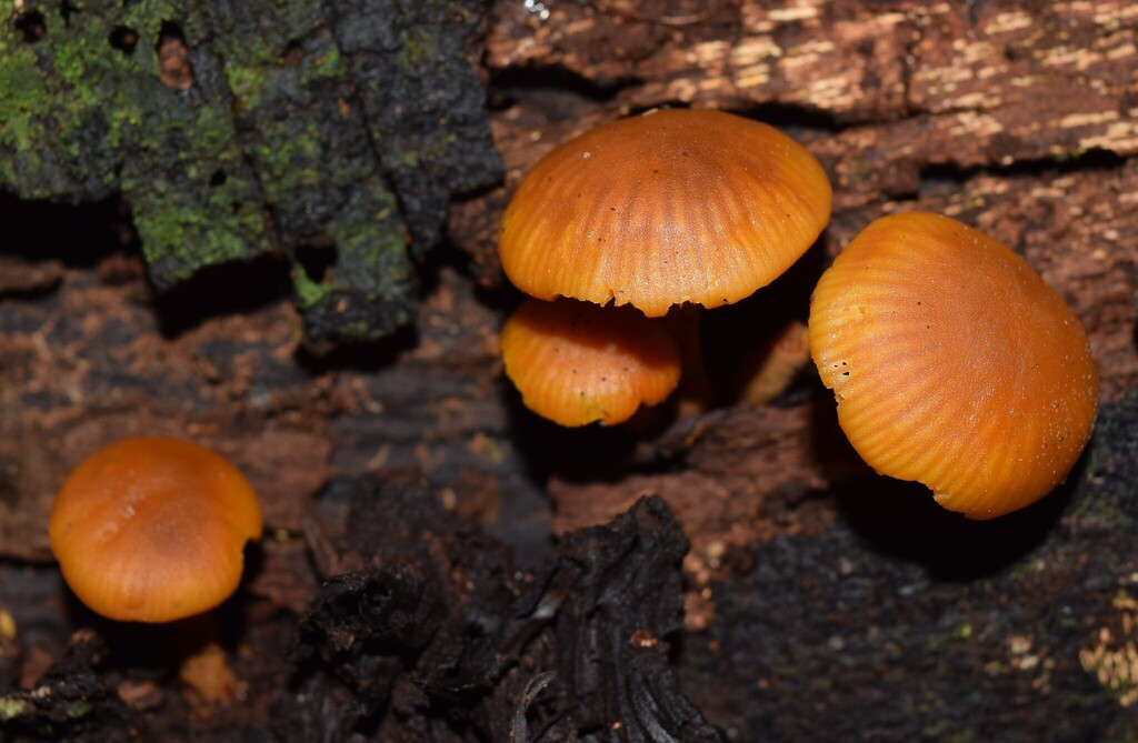 Heimiomyces velutipes · March 2025 · photo: © davidwhyte (iNaturalist, cc-by-sa)