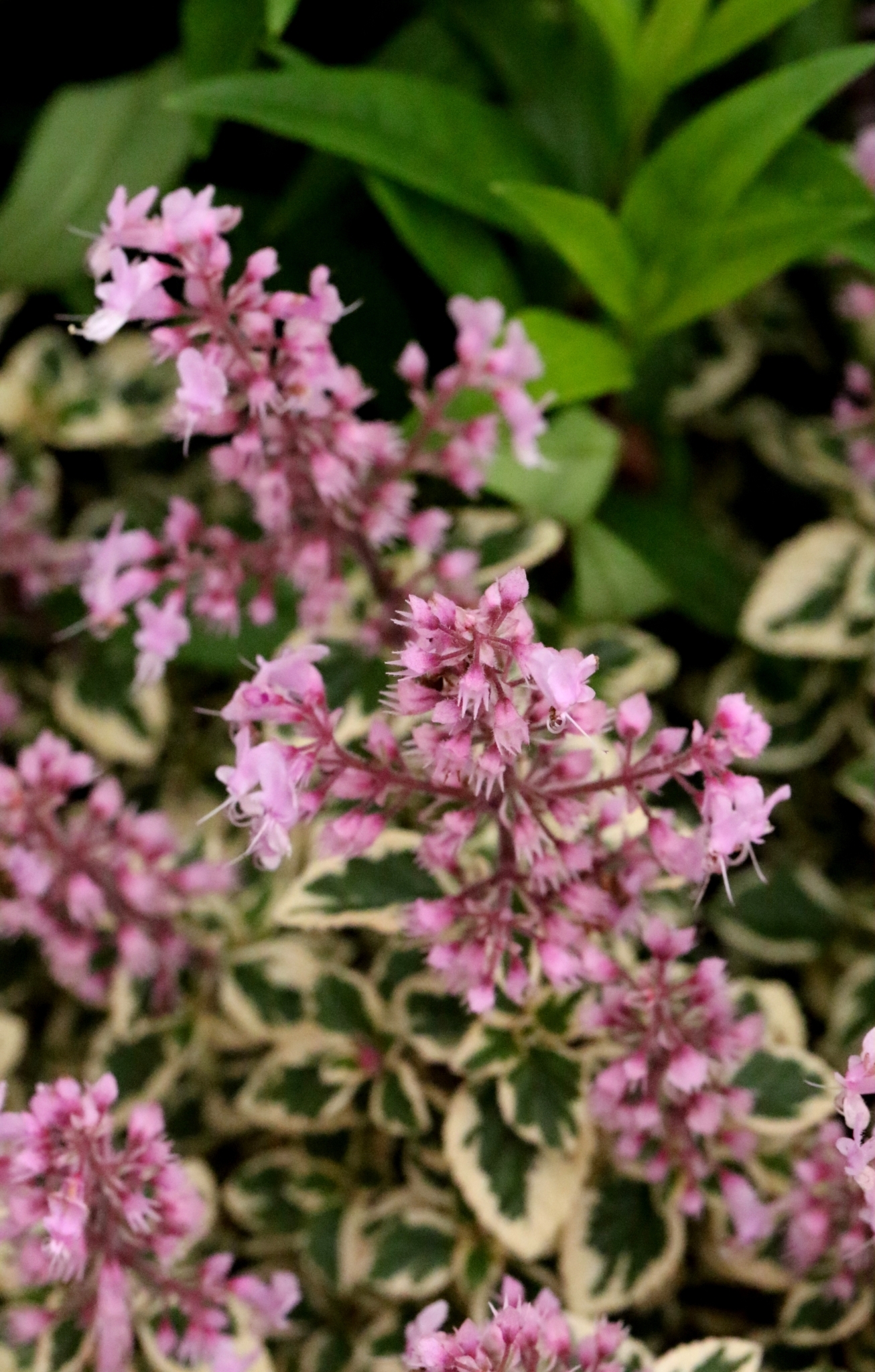 Solenostemon paniculatus (Benth.) Guillaumet & A.Cornet 3