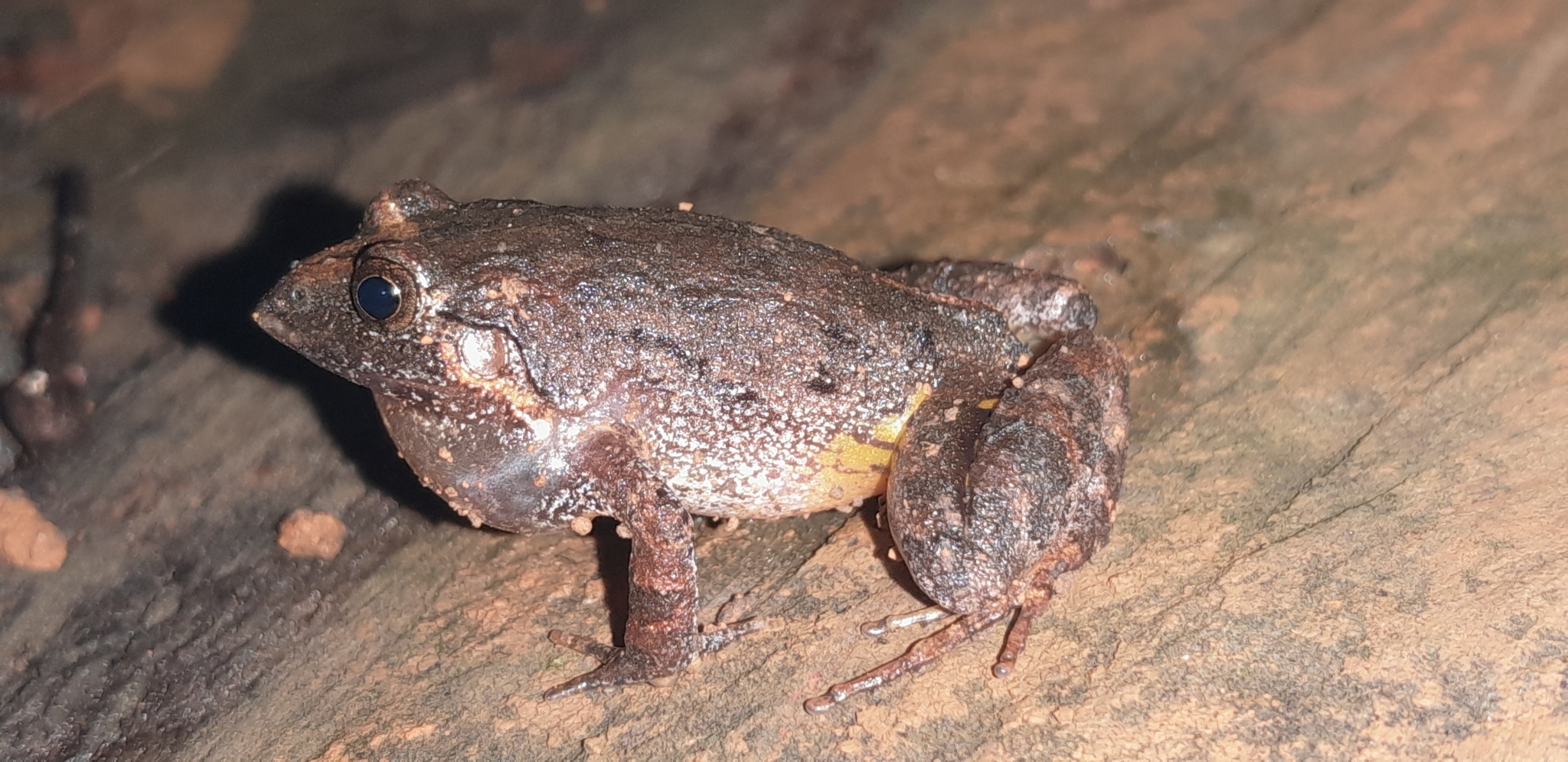 Lutz's Tropical Bullfrog photo 3