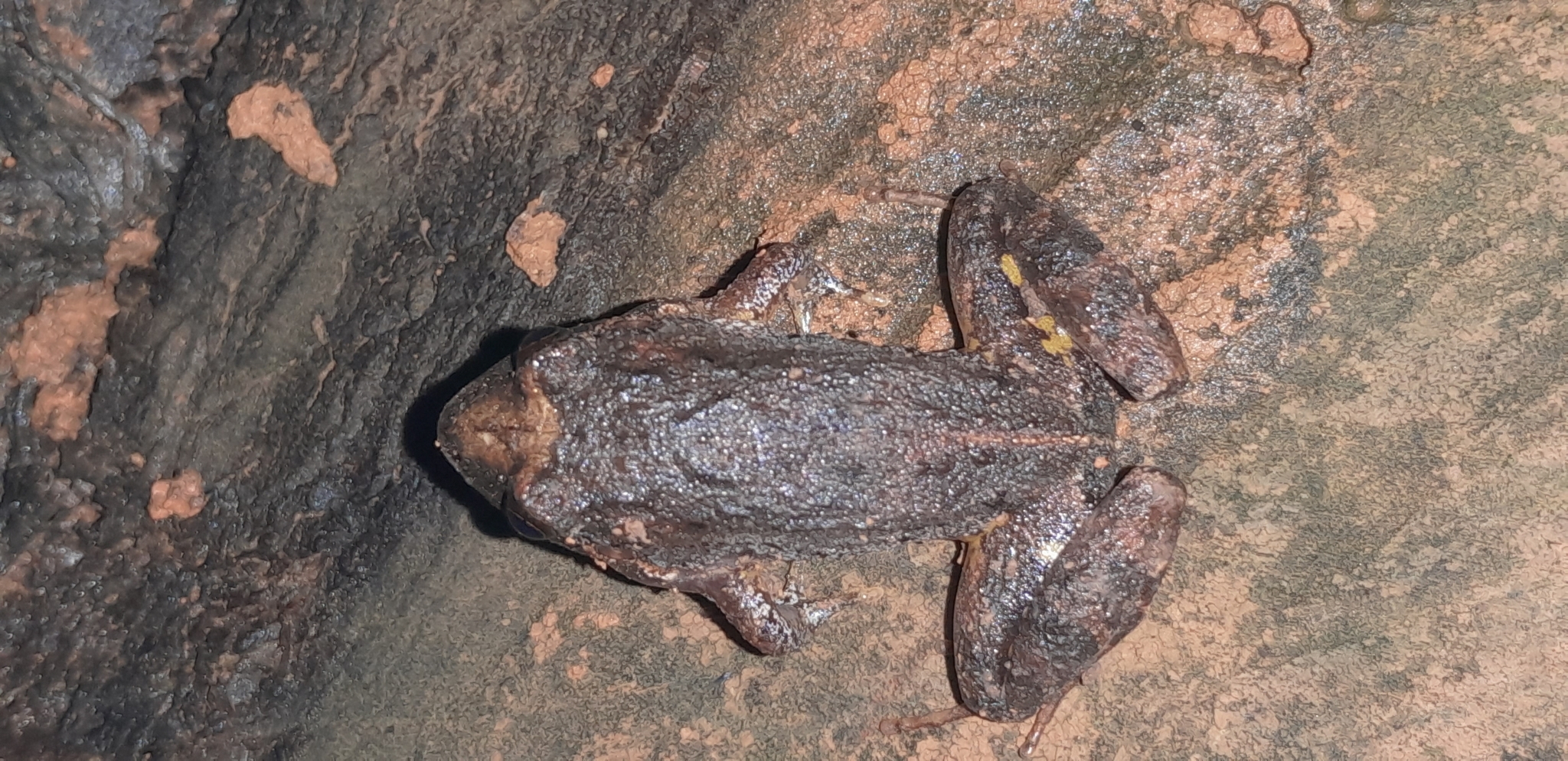 Lutz's Tropical Bullfrog photo 4