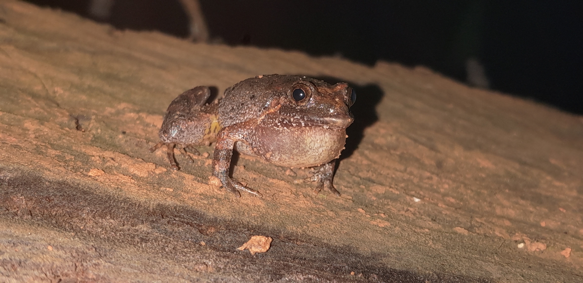 Lutz's Tropical Bullfrog photo 5