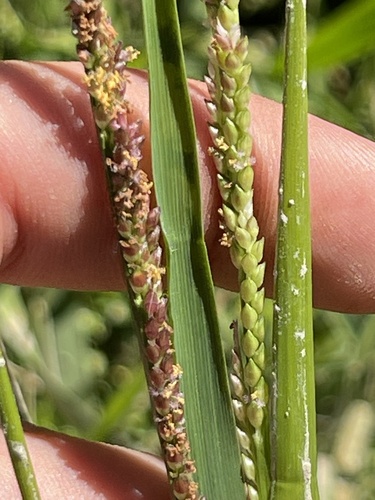Paspalidium geminatum iNat (3)
