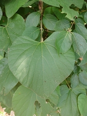 Aristolochia macrophylla