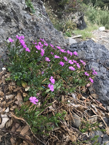 Dianthus kiusianus iNat (2)