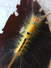 Orgyia leucostigma