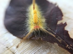 Orgyia leucostigma