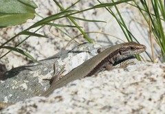 Iberolacerta bonnali