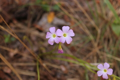 Oxalis violacea