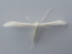 Hellinsia homodactylus