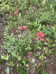 Castilleja rhexiifolia