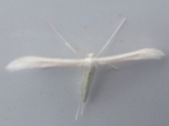 Hellinsia homodactylus