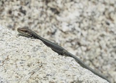 Iberolacerta bonnali