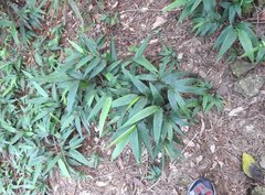 Oplismenus compositus