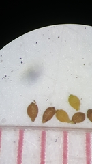 Rhynchospora pusilla