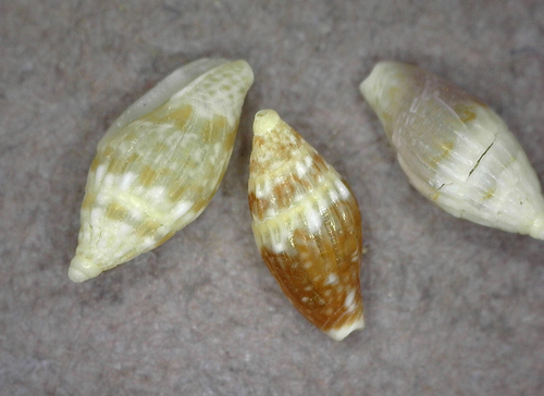Seminella peasei observed 2025-03-05