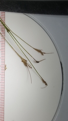 Rhynchospora pusilla