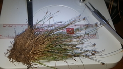 Rhynchospora pusilla