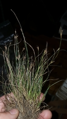 Rhynchospora pusilla