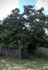 Quercus laceyi