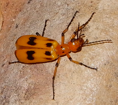 Pyrota concinna