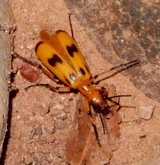 Pyrota concinna