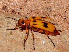 Pyrota concinna