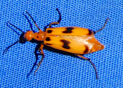 Pyrota concinna