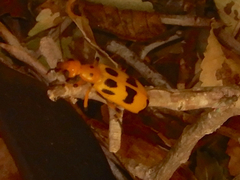 Pyrota concinna