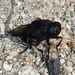 Cuterebra tenebrosa - Photo (c) Kat Halsey, some rights reserved (CC BY-NC), uploaded by Kat Halsey