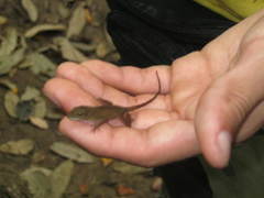 Anolis uniformis