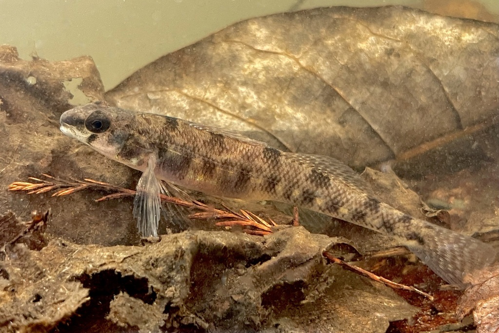 Waccamaw darter (Etheostoma perlongum) — Percidae