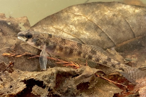 Waccamaw darter (Etheostoma perlongum) — Percidae