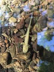 Taricha torosa