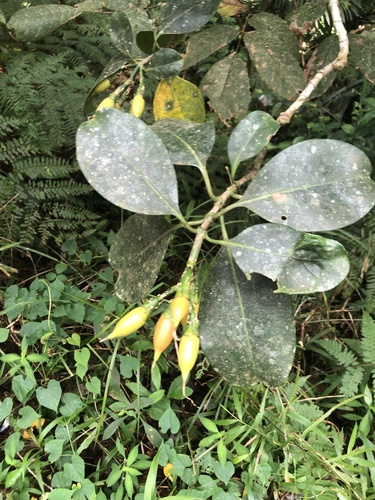 Fagraea blumei