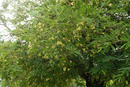 Tamarind
