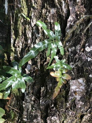 Davallia pentaphylla observed 2024-12-21