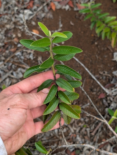 Psidium guajava observed 2025-03-18