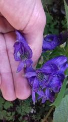 Aconitum napellus