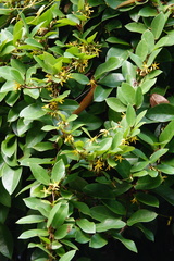 Toxocarpus wightianus