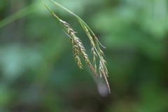 Carex sylvatica sylvatica