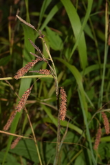 Carex flacca