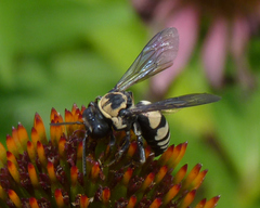 Triepeolus remigatus