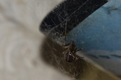 Steatoda castanea